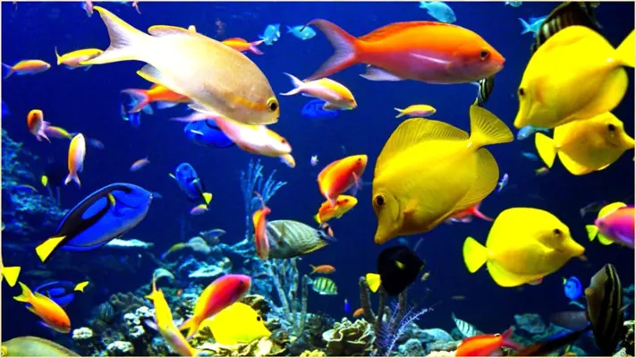 Aquarium and Fishes android App screenshot 0